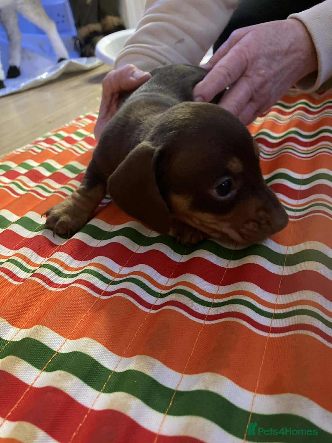 Miniature Dachshund dogs for sale: Miniature daschund puppies  - Advert 6