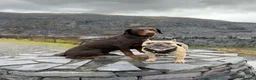 Dobermann dogs for stud: Lorcan (Lorcs) in Burton-on-Trent - Advert 15