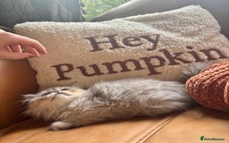 Persian cats for sale: Beautiful Pedigree Persians  - Image 16