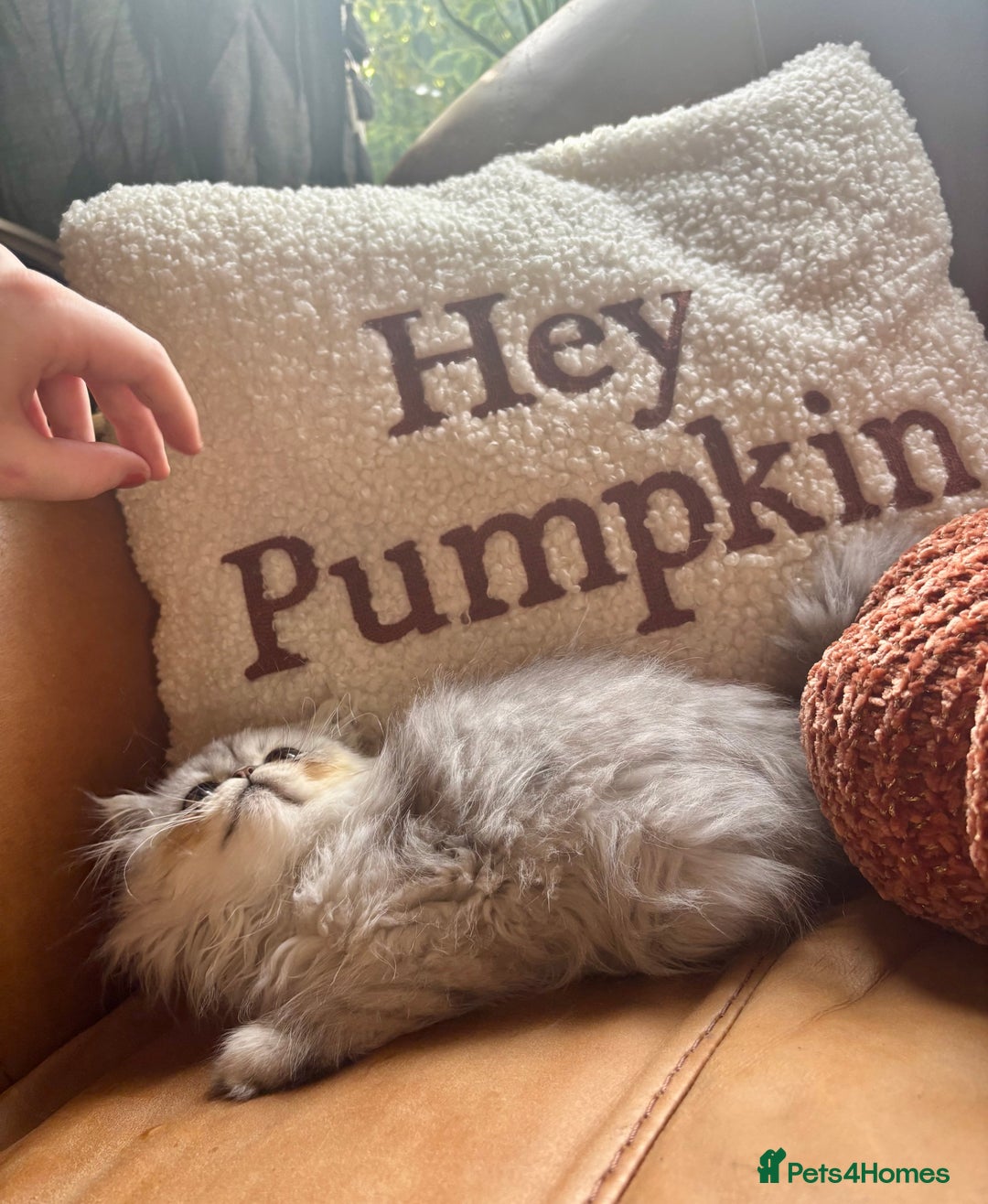Persian cats for sale: Beautiful Pedigree Persians  - Image 16