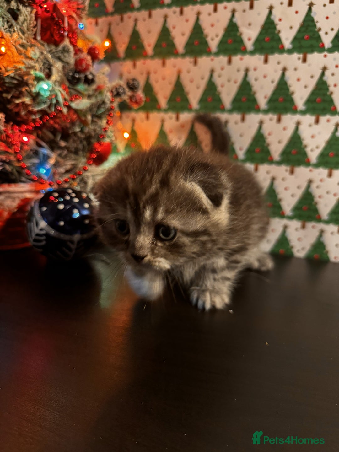 Scottish Fold cats for sale: 4 Beautiful Scottish Fold Kittens - Advert 15