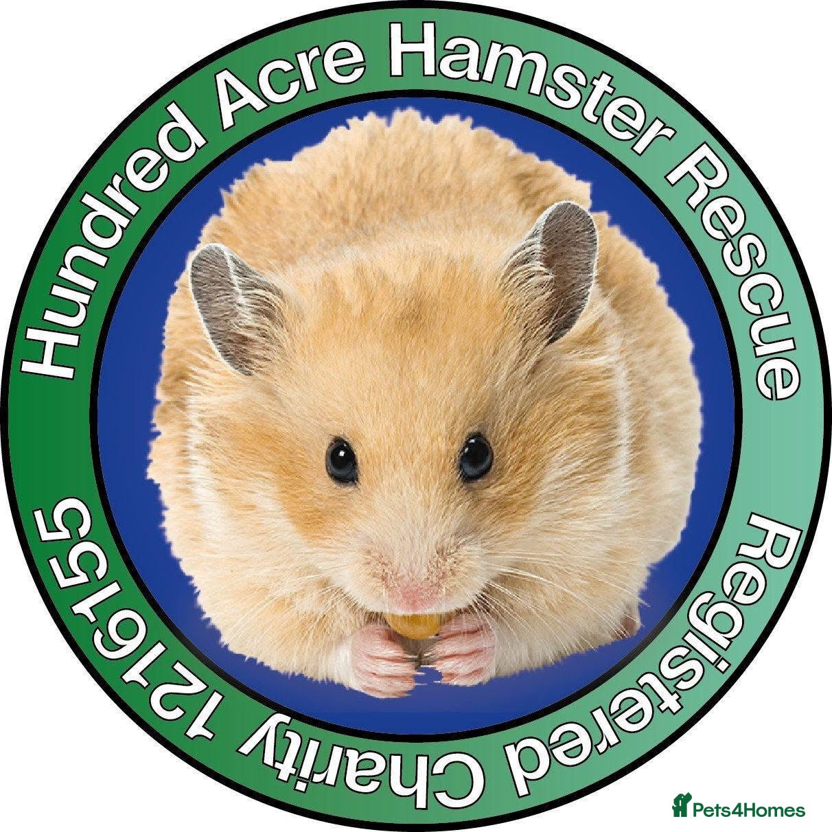 Hamster rodents Hamsters for adoption  - Advert 1