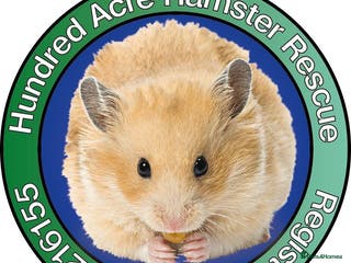 Hamster rodents Hamsters for adoption - Advert 3