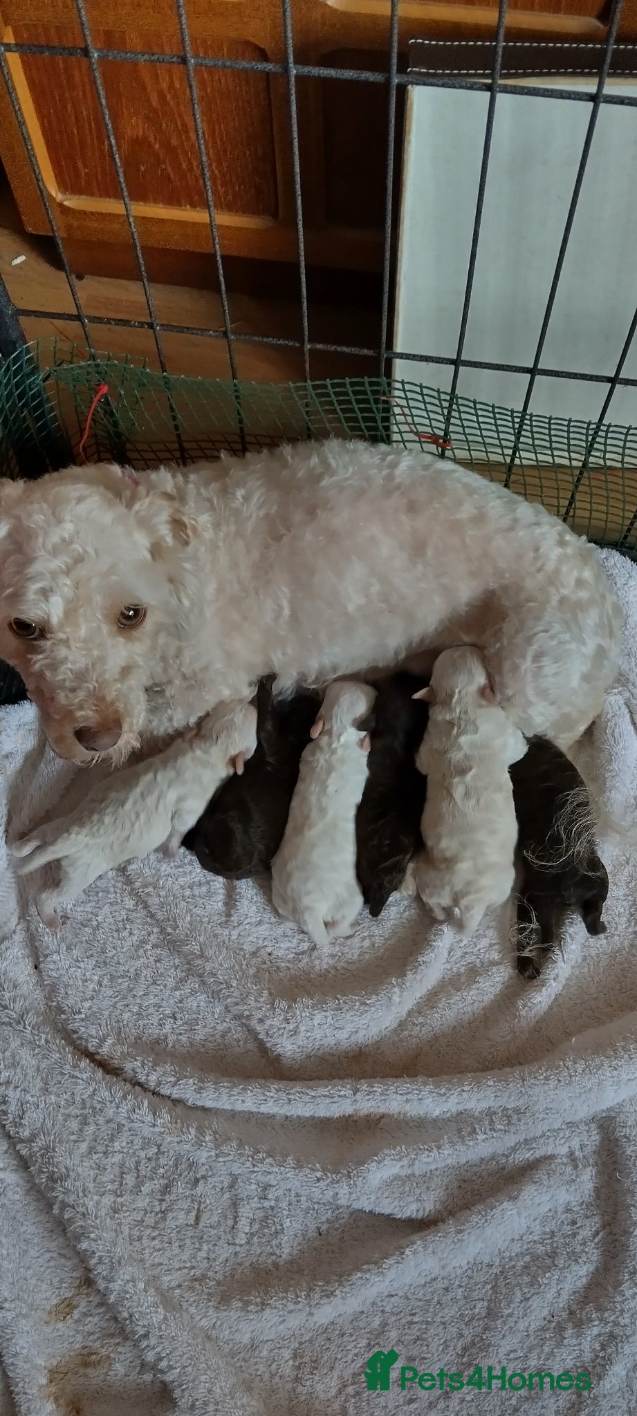 Poochon dogs for sale: ❤️ Poochon pups ❤️ - Advert 1