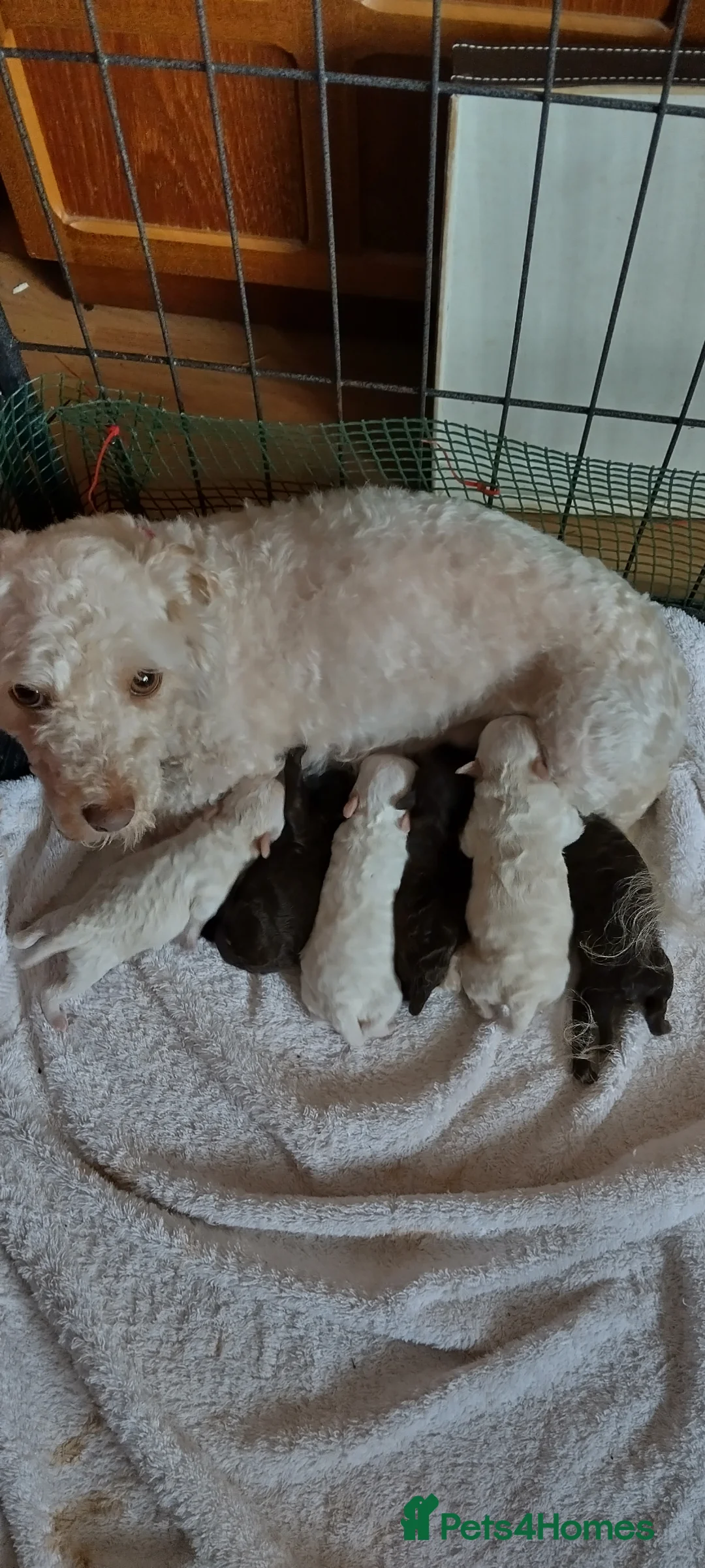 Poochon dogs for sale: ❤️ Poochon pups ❤️ - Advert 1