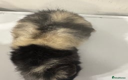 Guinea Pig rodents for sale: Stunning male  guinea pig  - Image 4