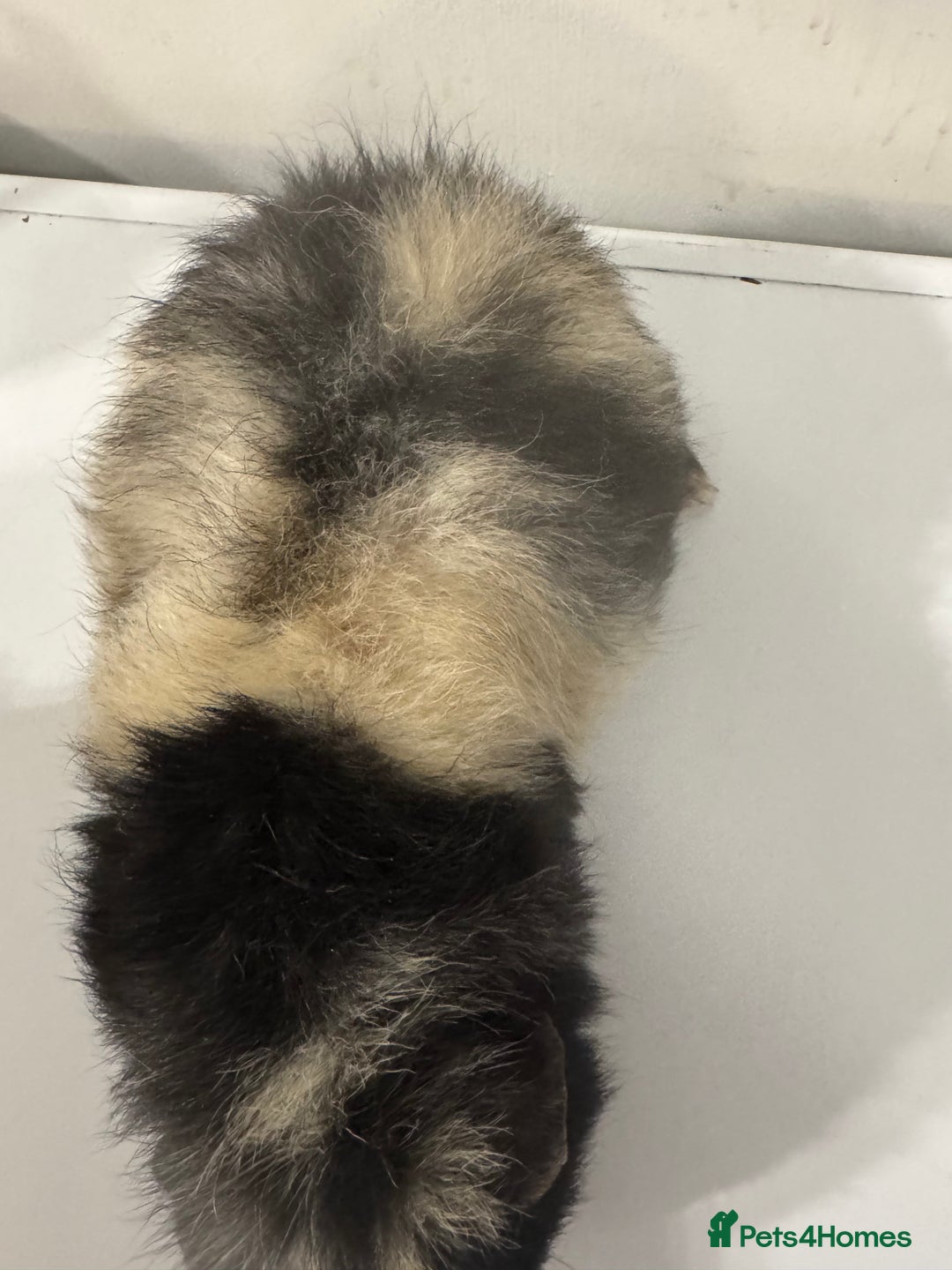 Guinea Pig rodents for sale: Stunning male  guinea pig  - Image 4