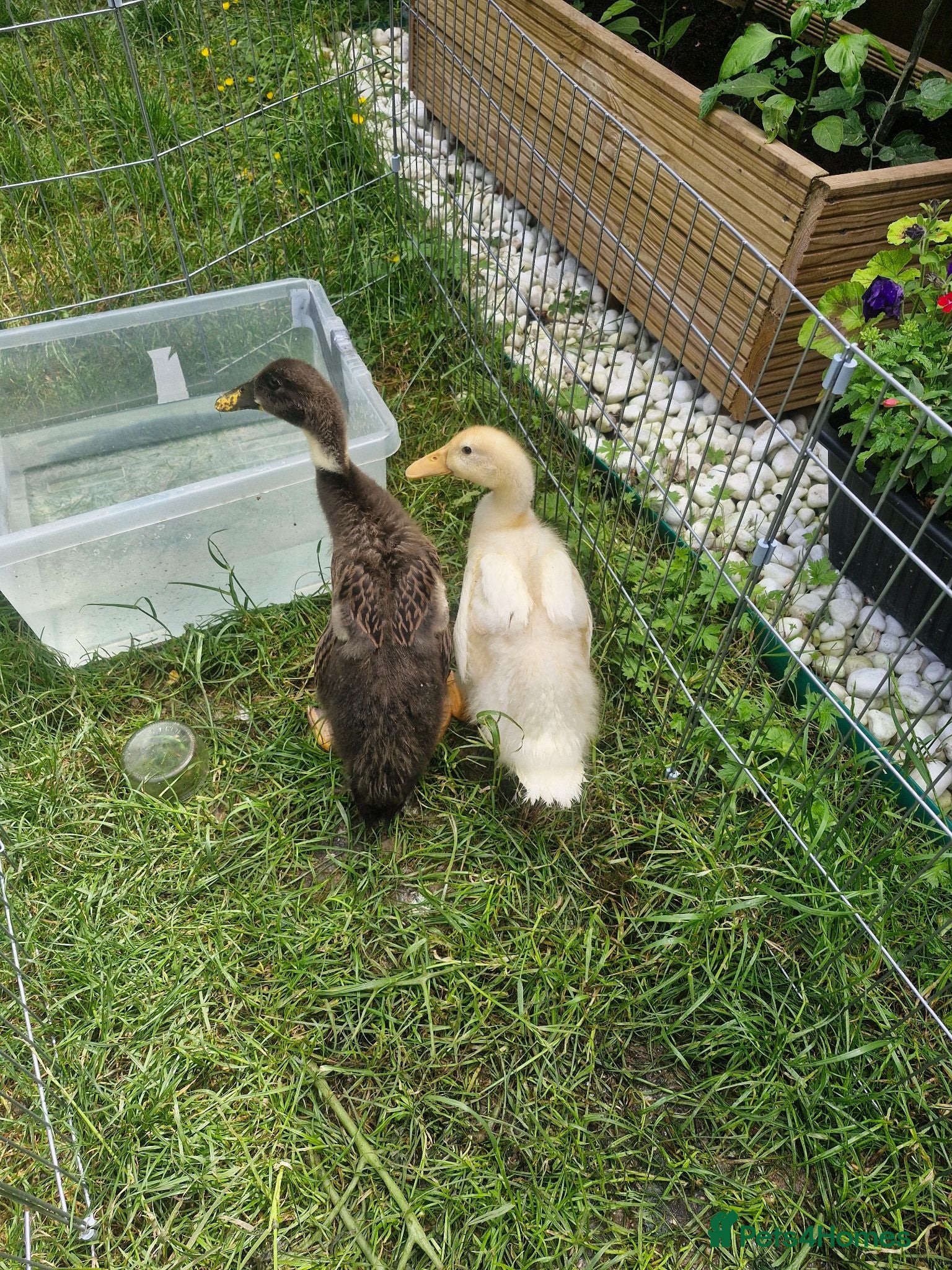 Mixed Breed birds Ducks for sale as a pair - Advert 5