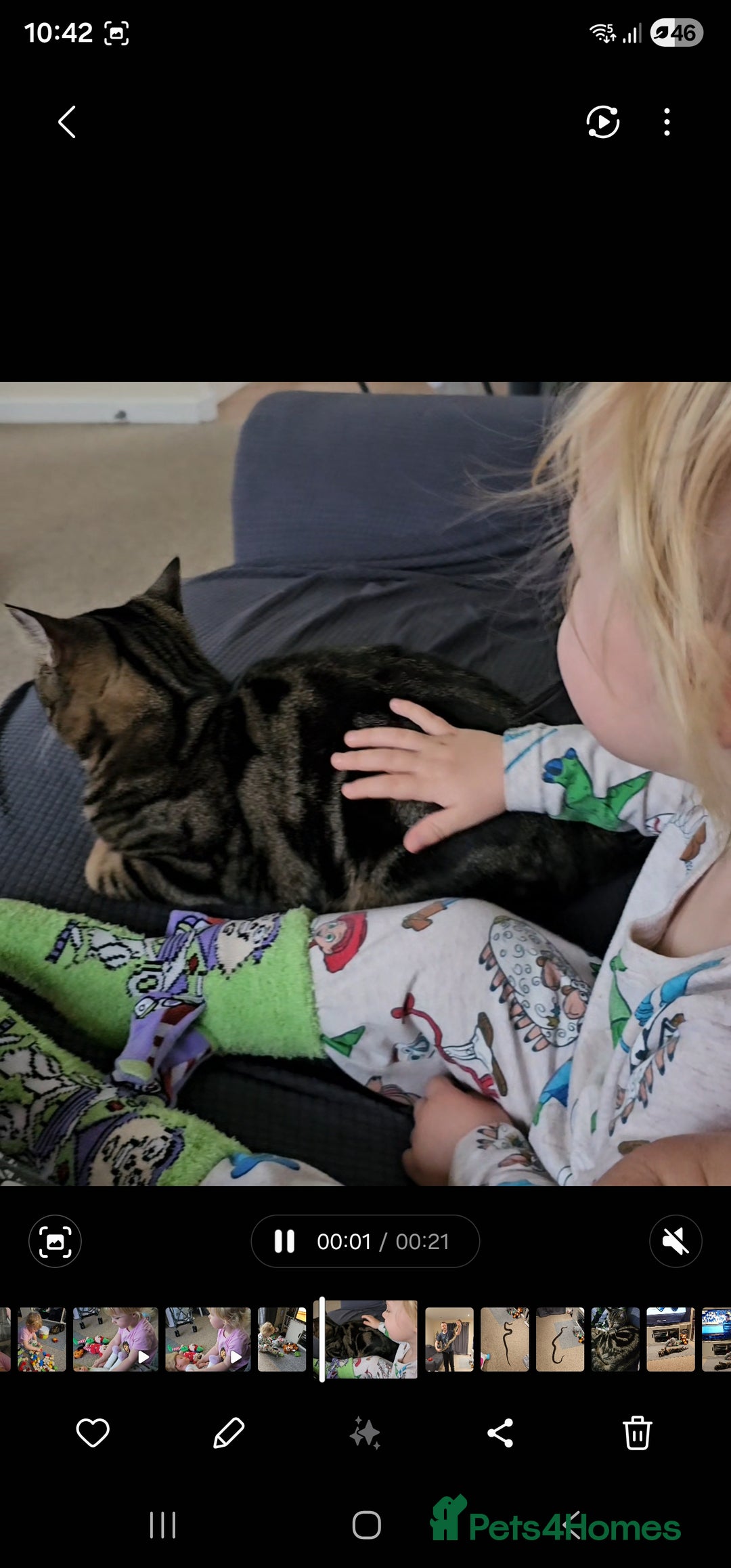 Mixed Breed cats for sale: BOB - 10mth Male Kitten  - Advert 5