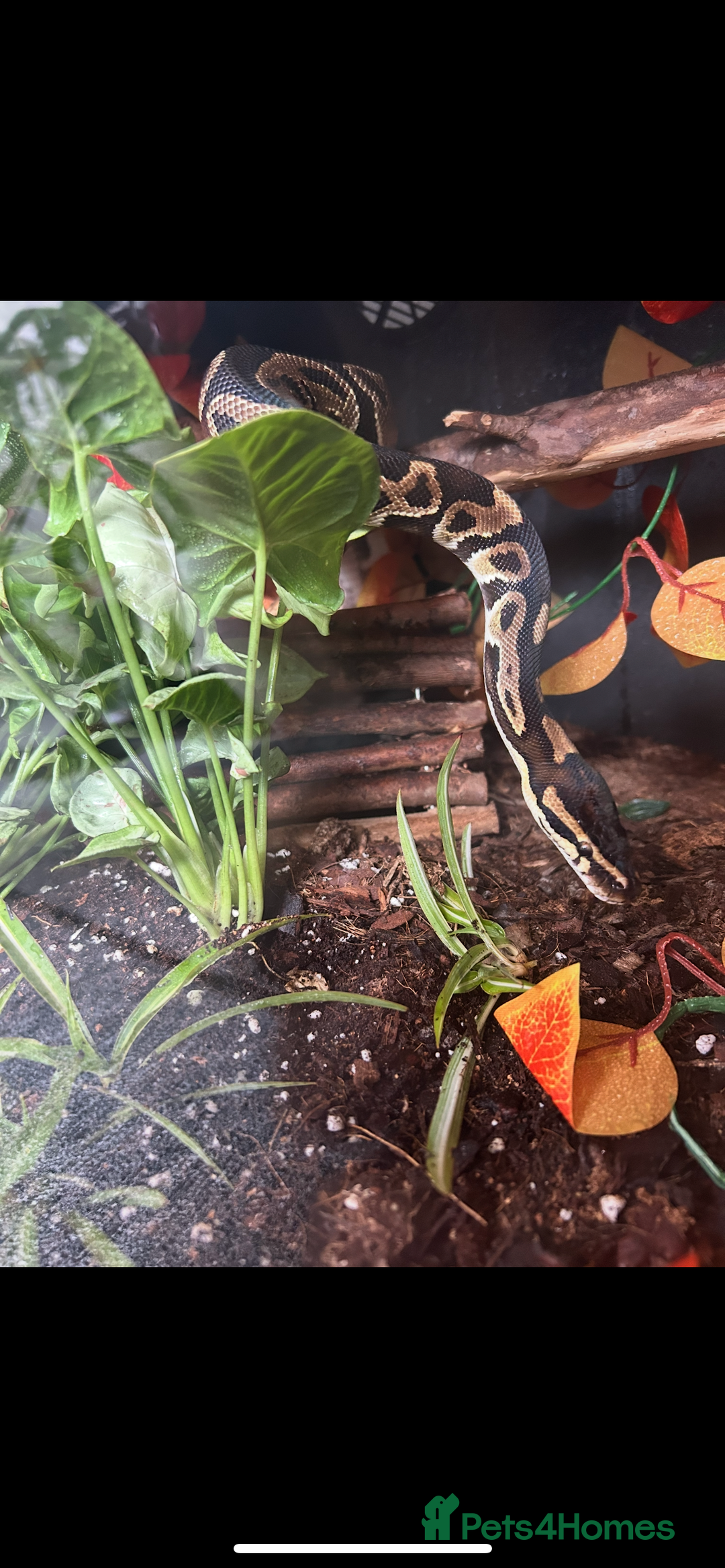 Python Snake reptiles for sale: Leopard python for sale, collection only - Advert 7