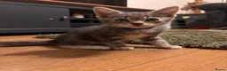Mixed Breed cats for sale: Adorable kittens for sale  - Advert 27