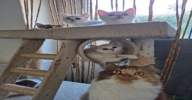 British Shorthair cats - Advert 4