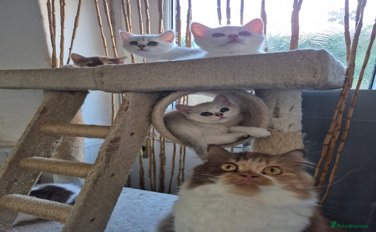 British Shorthair cats - Advert 4