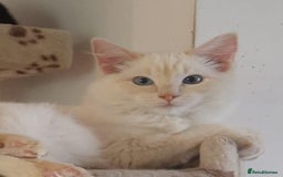 Ragdoll cats for sale: Stunning Tri colour ragdoll kitten  - Image 8