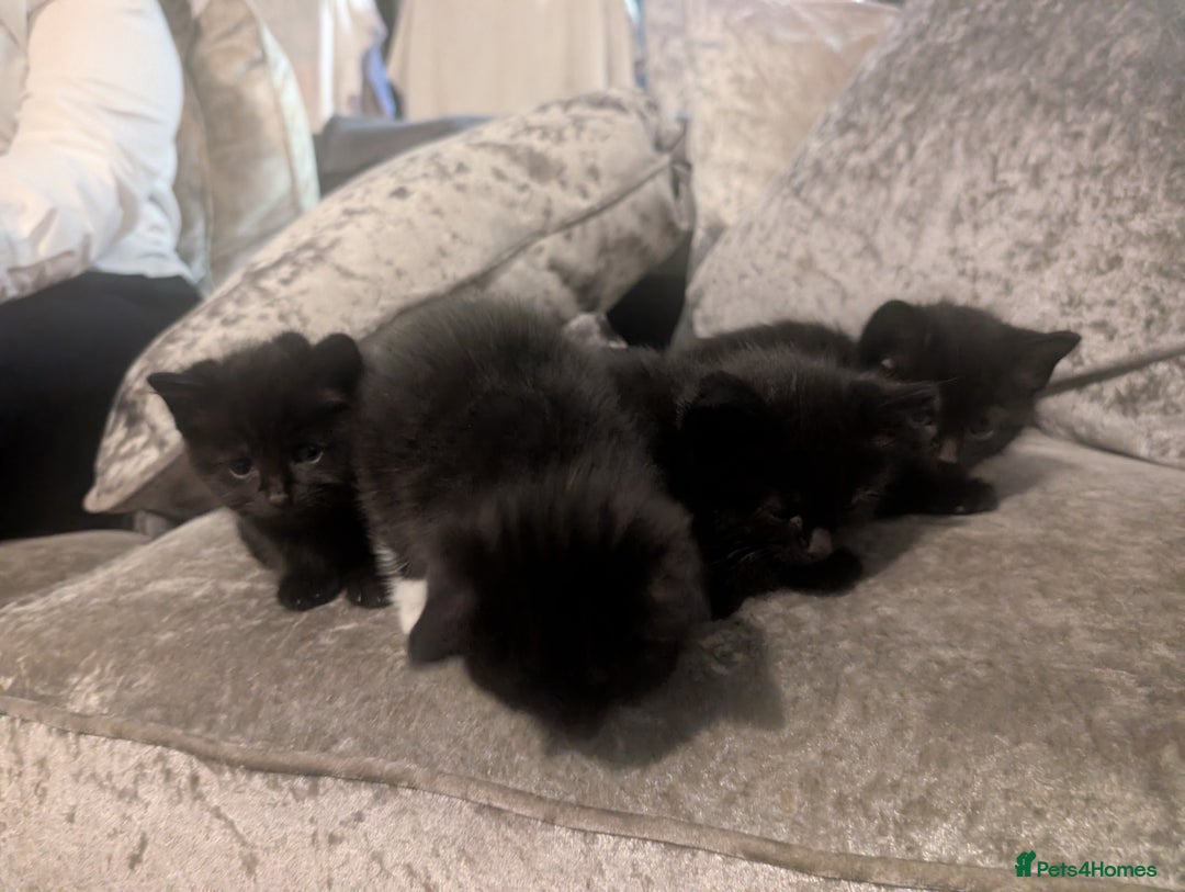 Mixed Breed cats for sale: *  8 week old not 12 weeks*Beautiful black litter - Advert 7