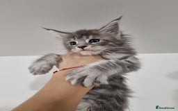 Maine Coon cats for sale: Purebred King Size Maine Coon kittens  - Image 13