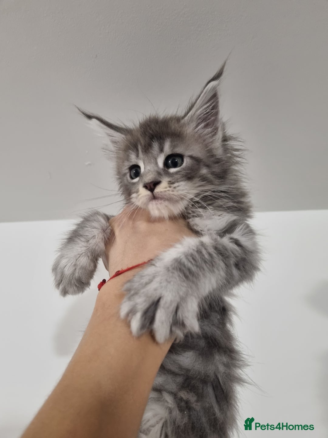 Maine Coon cats for sale: Purebred King Size Maine Coon kittens  - Image 13