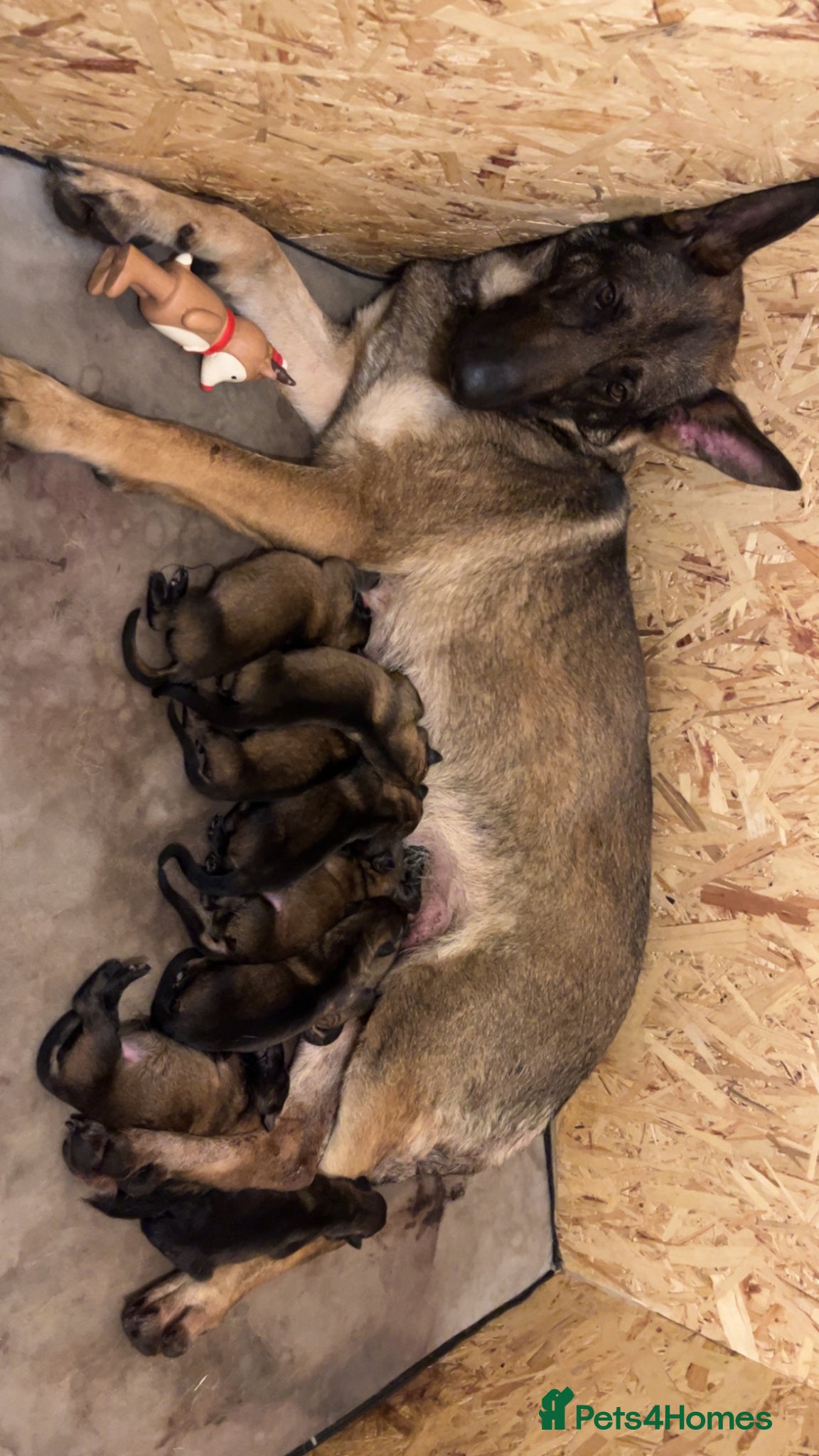 German Shepherd dogs 3 females German shepherd kc registered  - Advert 2