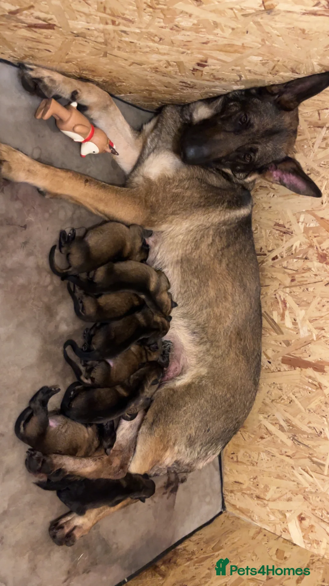 German Shepherd dogs for sale: 3 females German shepherd kc registered  - Advert 2