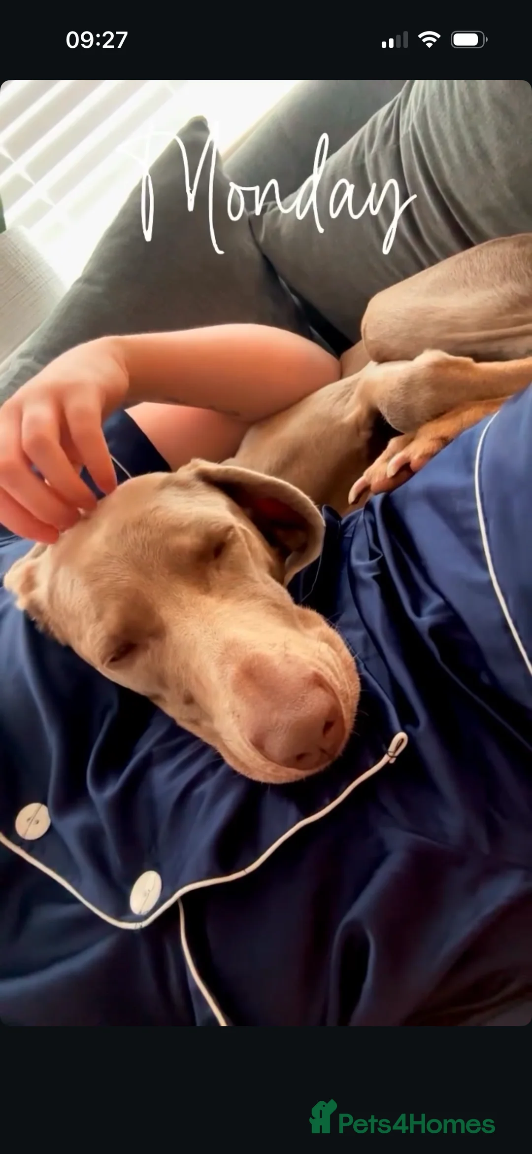 Weimaraner dogs for sale: Rehoming Weimaraner  - Advert 5