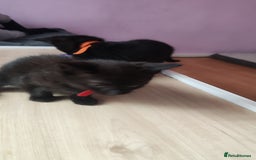 Mixed Breed cats for sale: Kittens for free  - Image 3