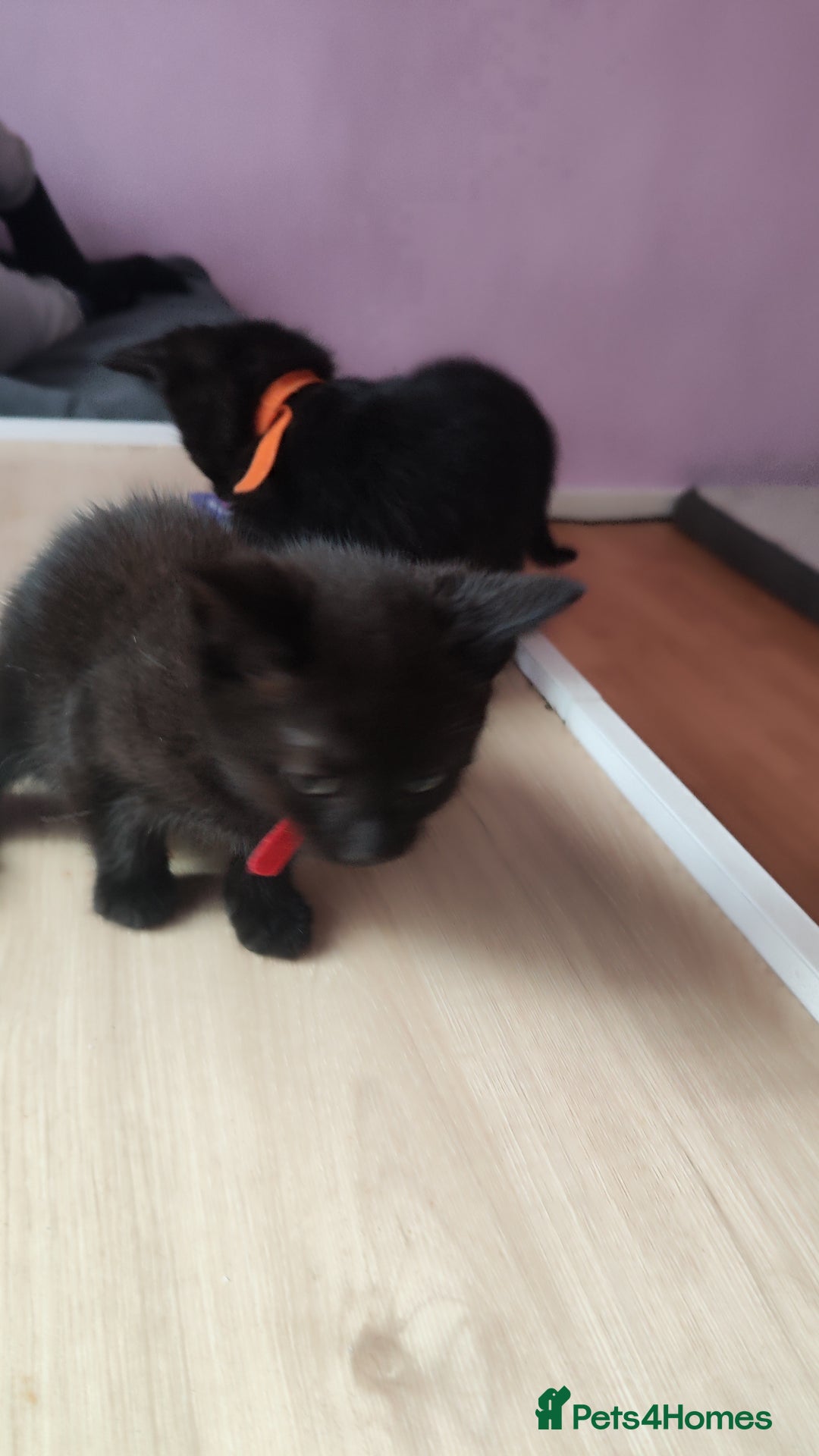 Mixed Breed cats for sale: Kittens for free  - Image 3