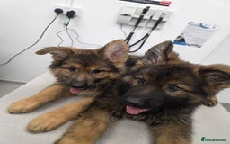 German Shepherd dogs for sale: Ready to leave  german shepherd puppy  - Image 2