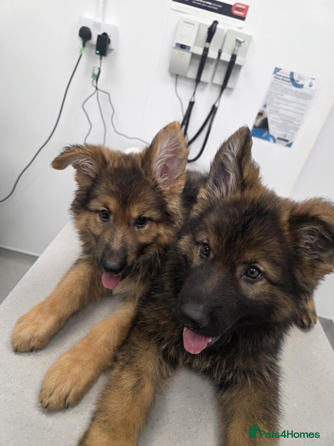 German Shepherd dogs for sale: Ready to leave  german shepherd puppy  - Image 2