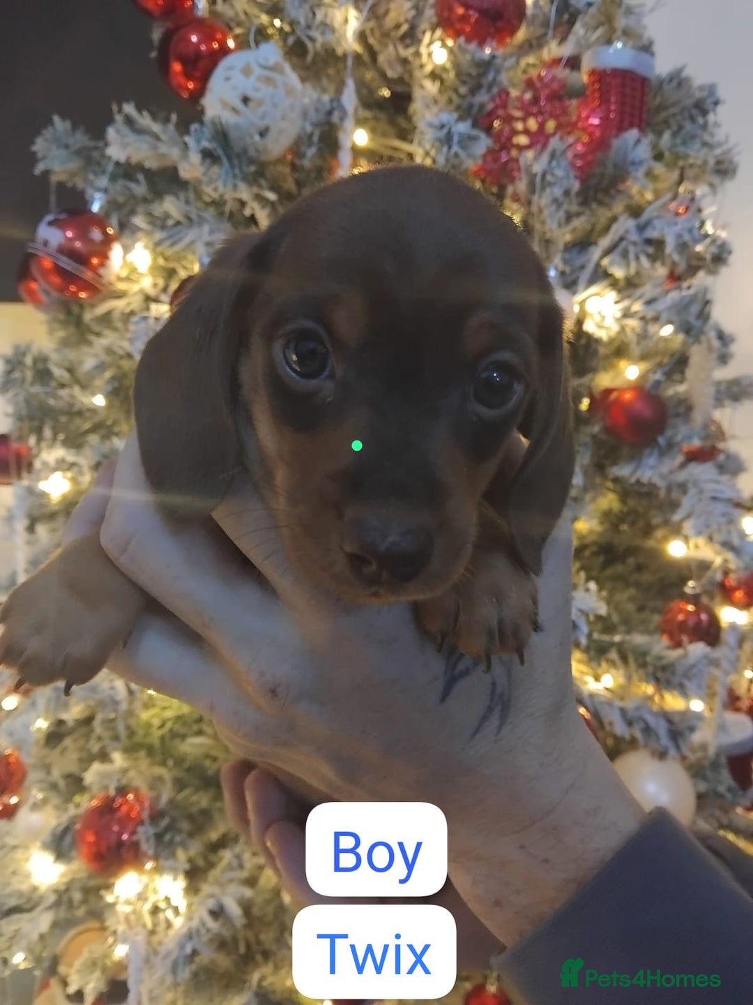 Dachshund dogs for sale: Last 6 stunning boys left. - Advert 7