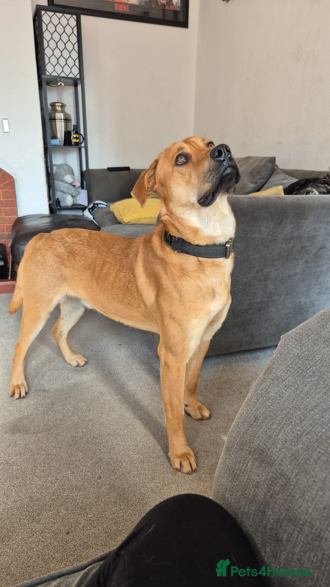 Mixed Breed dogs for sale: Rottweiler mali cross - Advert 2