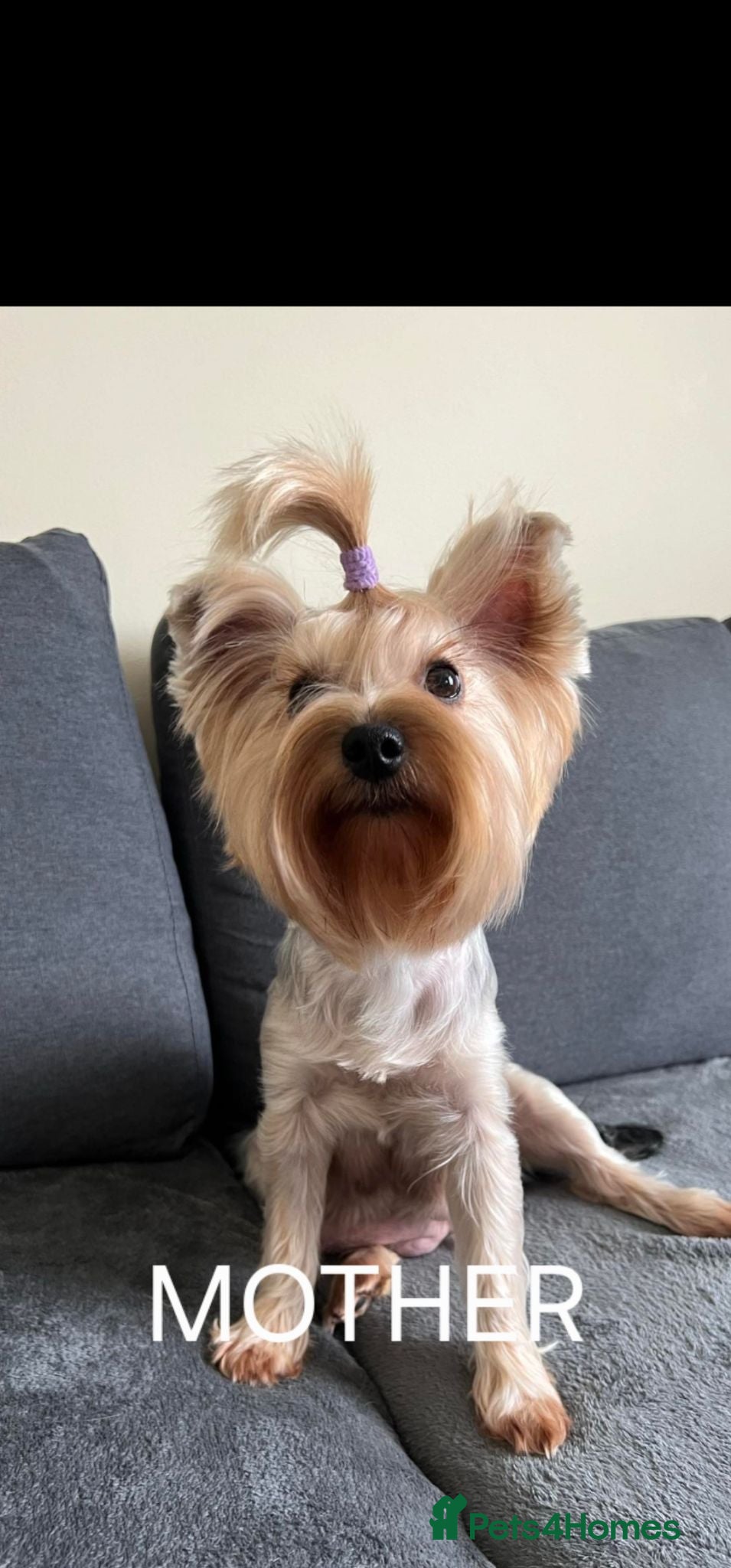 Yorkshire Terrier dogs Bella - Advert 8
