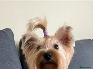 Yorkshire Terrier dogs Bella - Advert 6