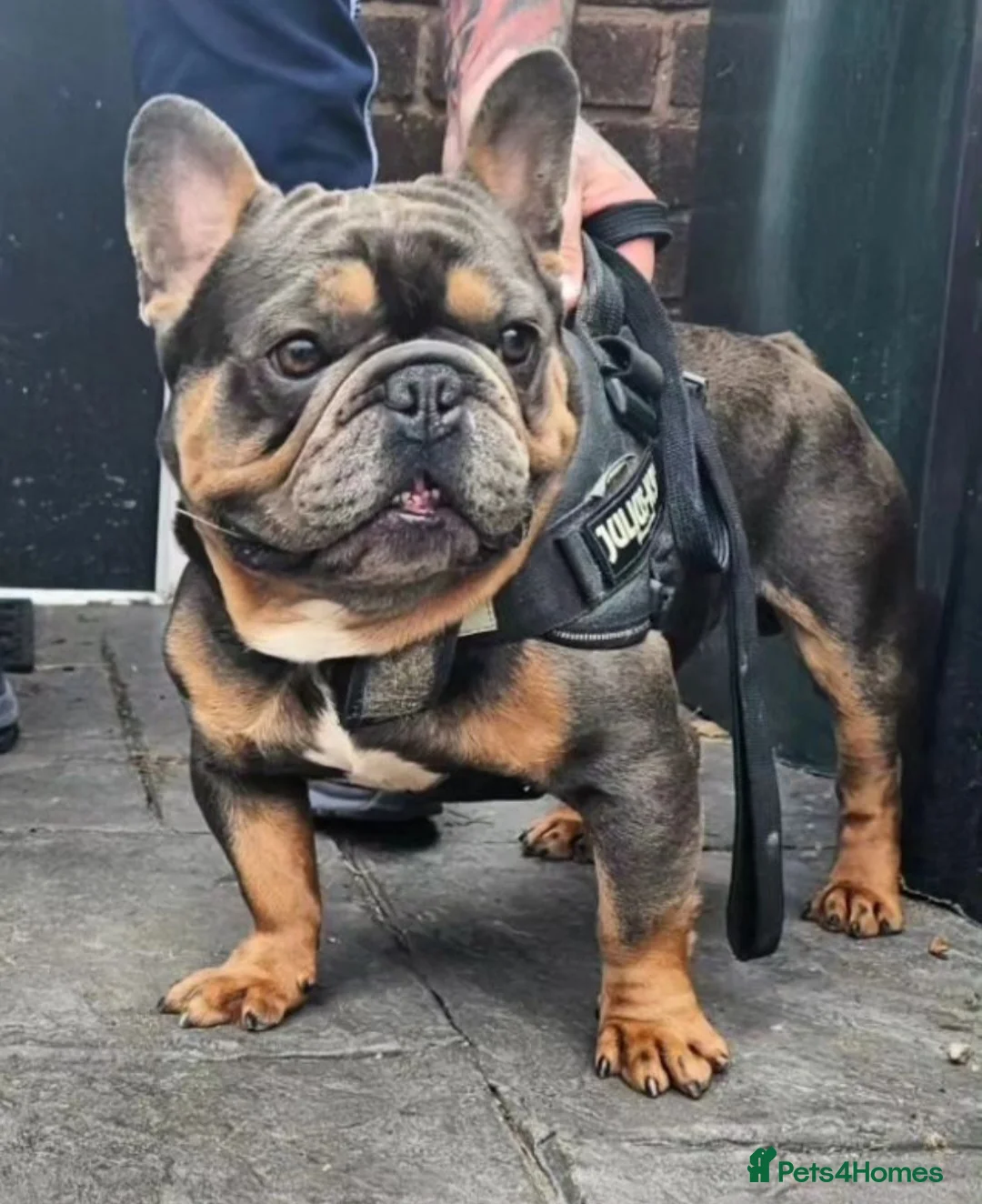 French Bulldog dogs for stud: ** ROGUEROYALES THE BUSINESS** Health Tested Clear in Wolverhampton - Advert 1