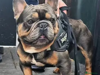 French Bulldog dogs ** ROGUEROYALES THE BUSINESS** Health Tested Clear in Wolverhampton - Advert 23