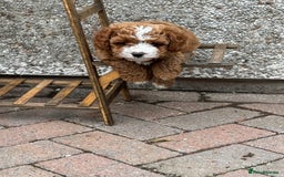 Cavapoo dogs for sale: Mr cavapoo F1B  - Image 6