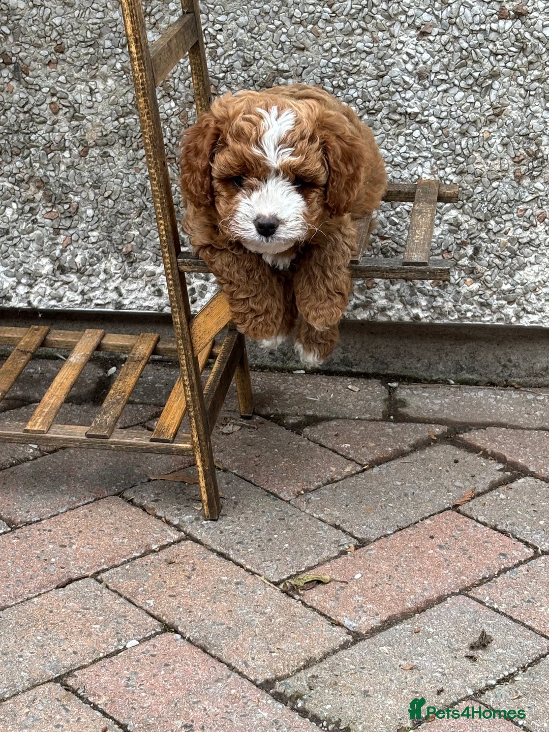 Cavapoo dogs for sale: Mr cavapoo F1B  - Image 6