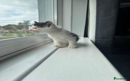 Mixed Breed cats for sale: Mixed kittens for sale - Image 28