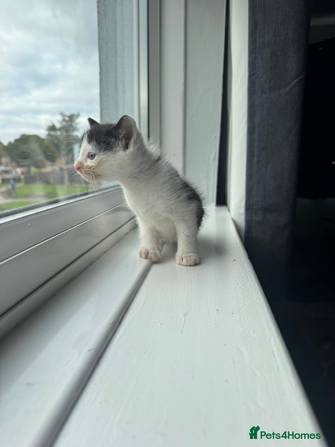 Mixed Breed cats for sale: Mixed kittens for sale - Image 28