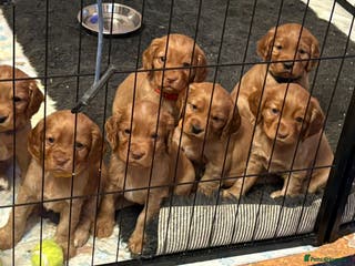 Cocker Spaniel dogs Cocker Spaniels - Advert 13