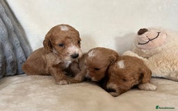 Cockapoo dogs for sale: Cockapoo puppies - DNA Health test clear  - Image 24