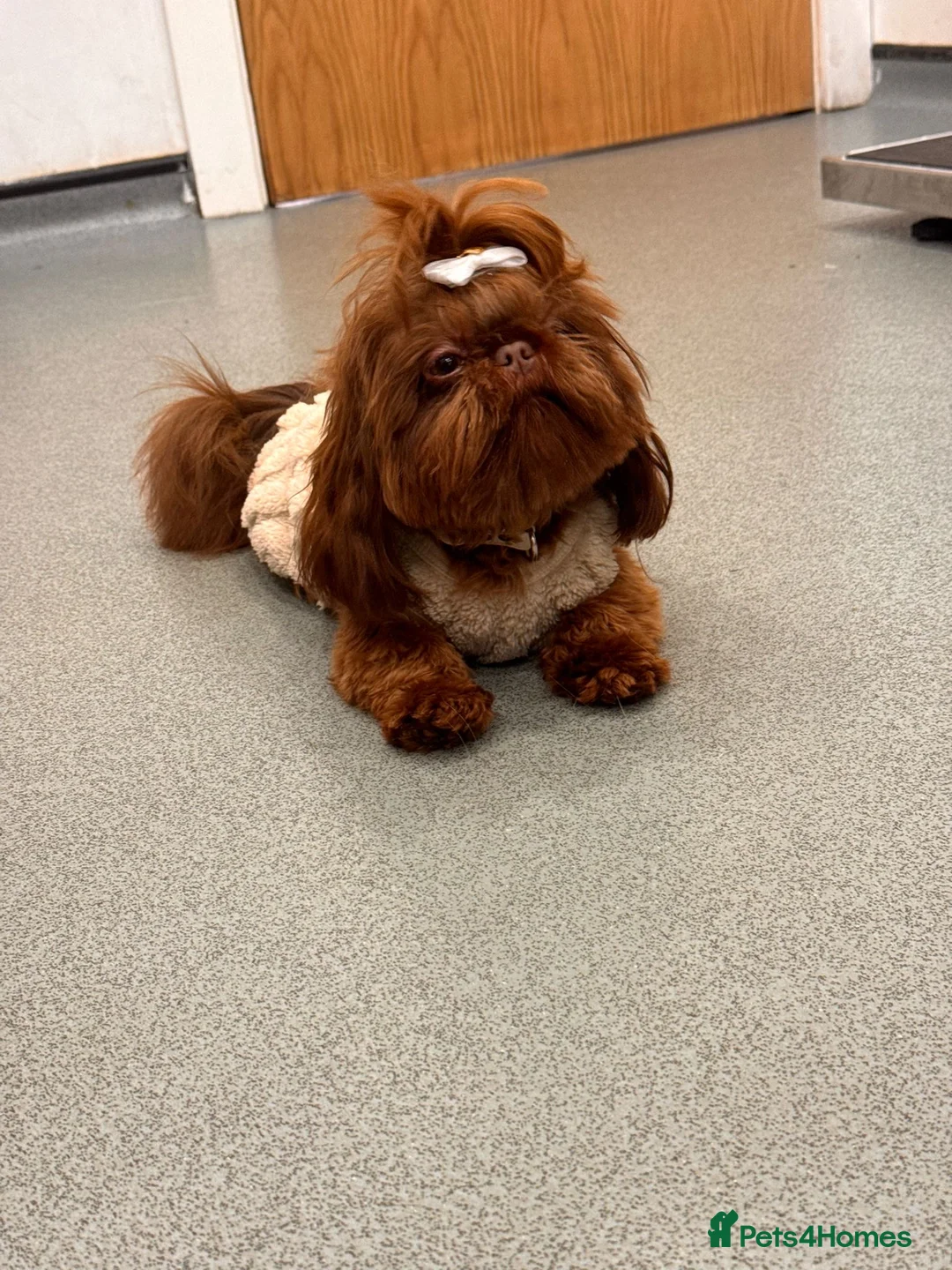 Shih Tzu dogs for stud: 🐶💎 Bumble – Imperial Shih Tzu Stud, kc reg 💎🐶 in Liverpool - Advert 6