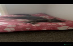 British Shorthair cats for sale: Loving gray cat looking for new home  - Image 4