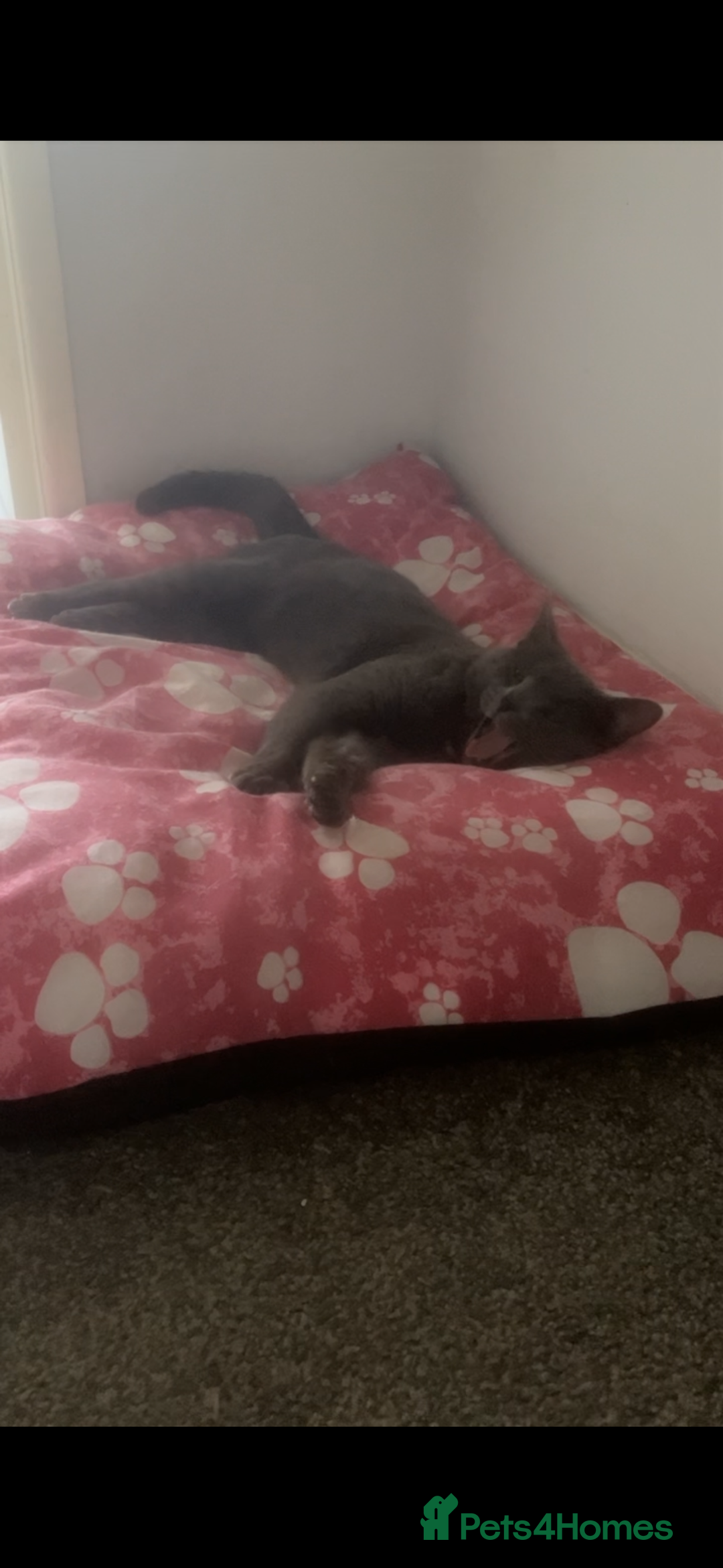 British Shorthair cats for sale: Loving gray cat looking for new home  - Image 4