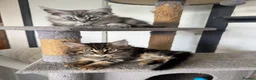 Maine Coon cats for sale: Beautiful Maine coon Kittens 4 left ready to leave - Advert 4