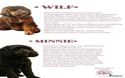Cockapoo dogs for sale: CHAMPION COCKAPOO - Image 1
