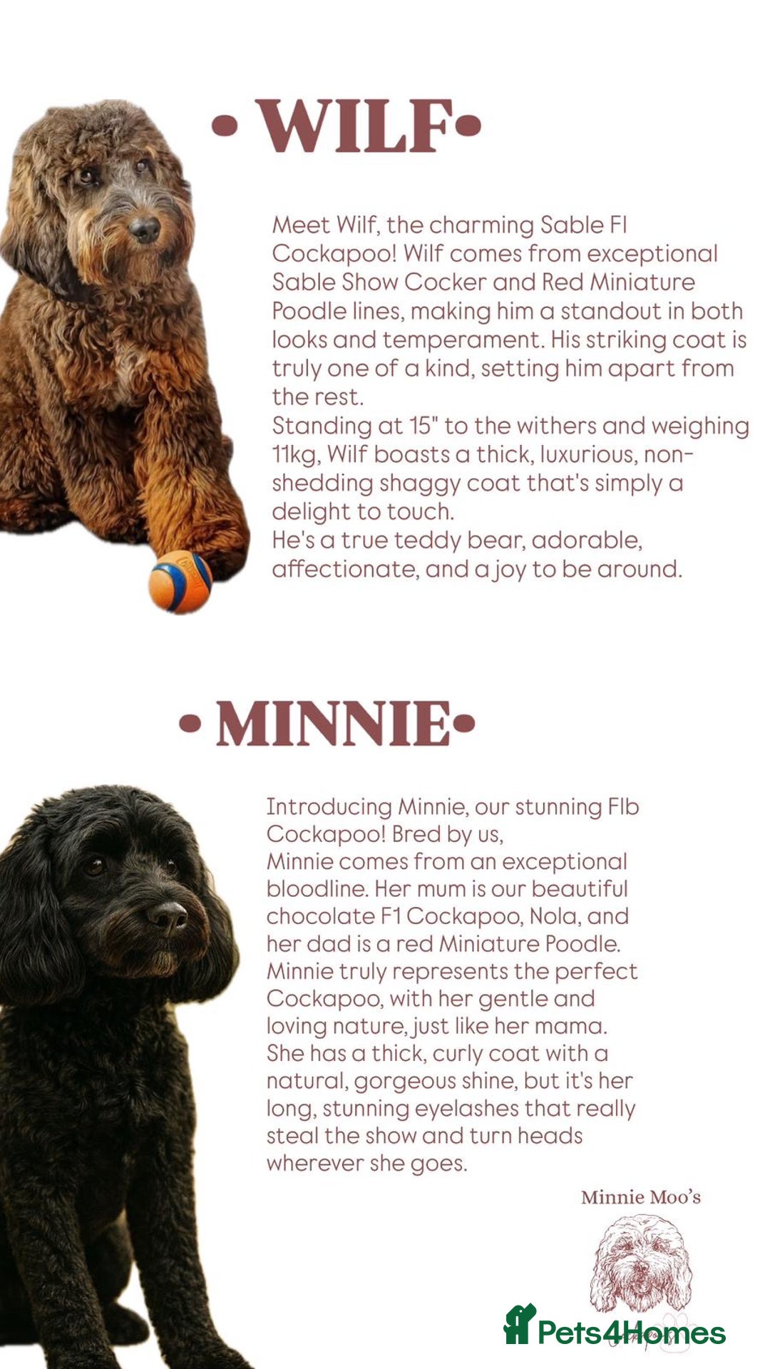 Cockapoo dogs for sale: CHAMPION COCKAPOO - Image 1