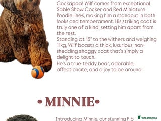 Cockapoo dogs - Advert 7