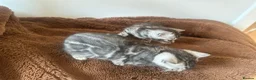 Bengal cats for sale: Rare Silver Grey Marbled Bengal TICA Kittens  - Advert 8