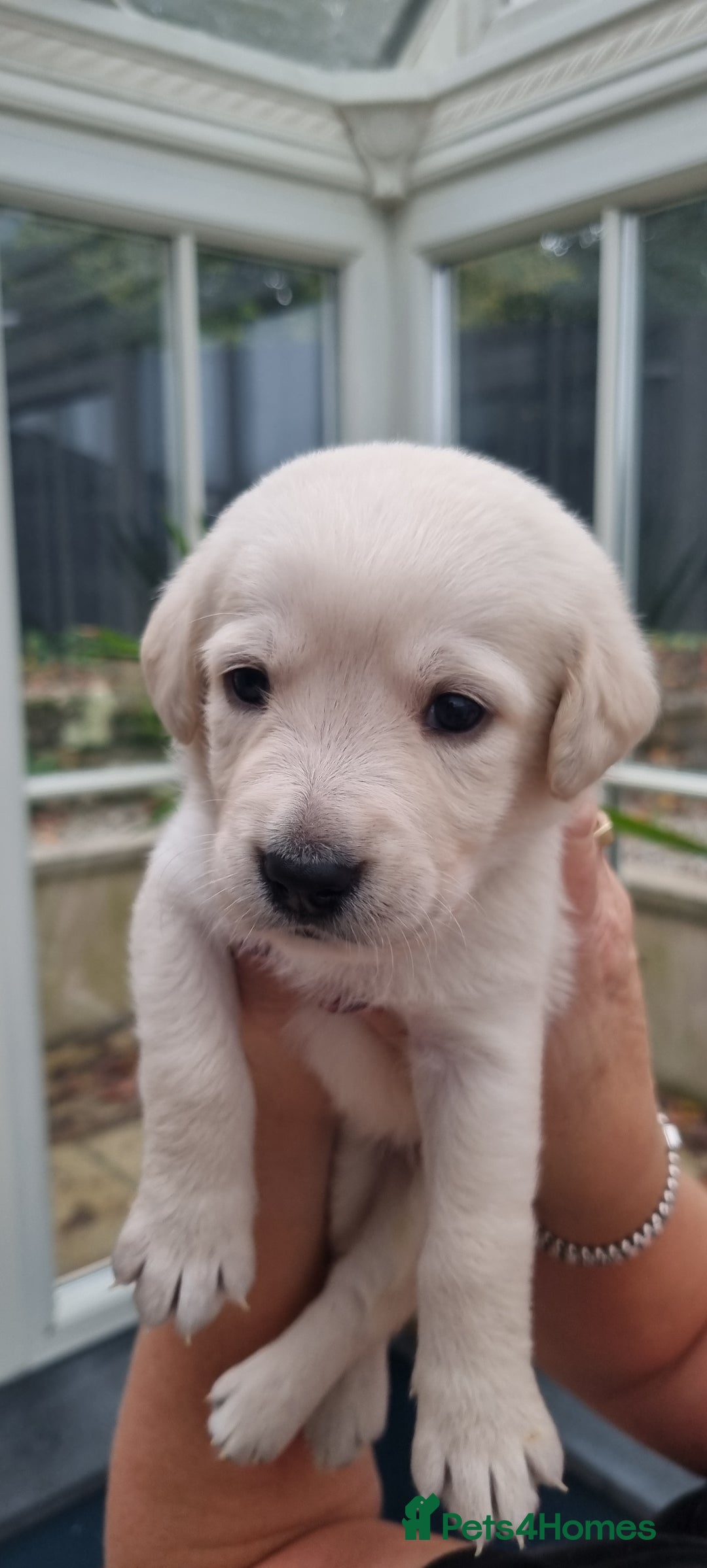 Mixed Breed dogs for sale: Double Doodle puppies  - Image 18