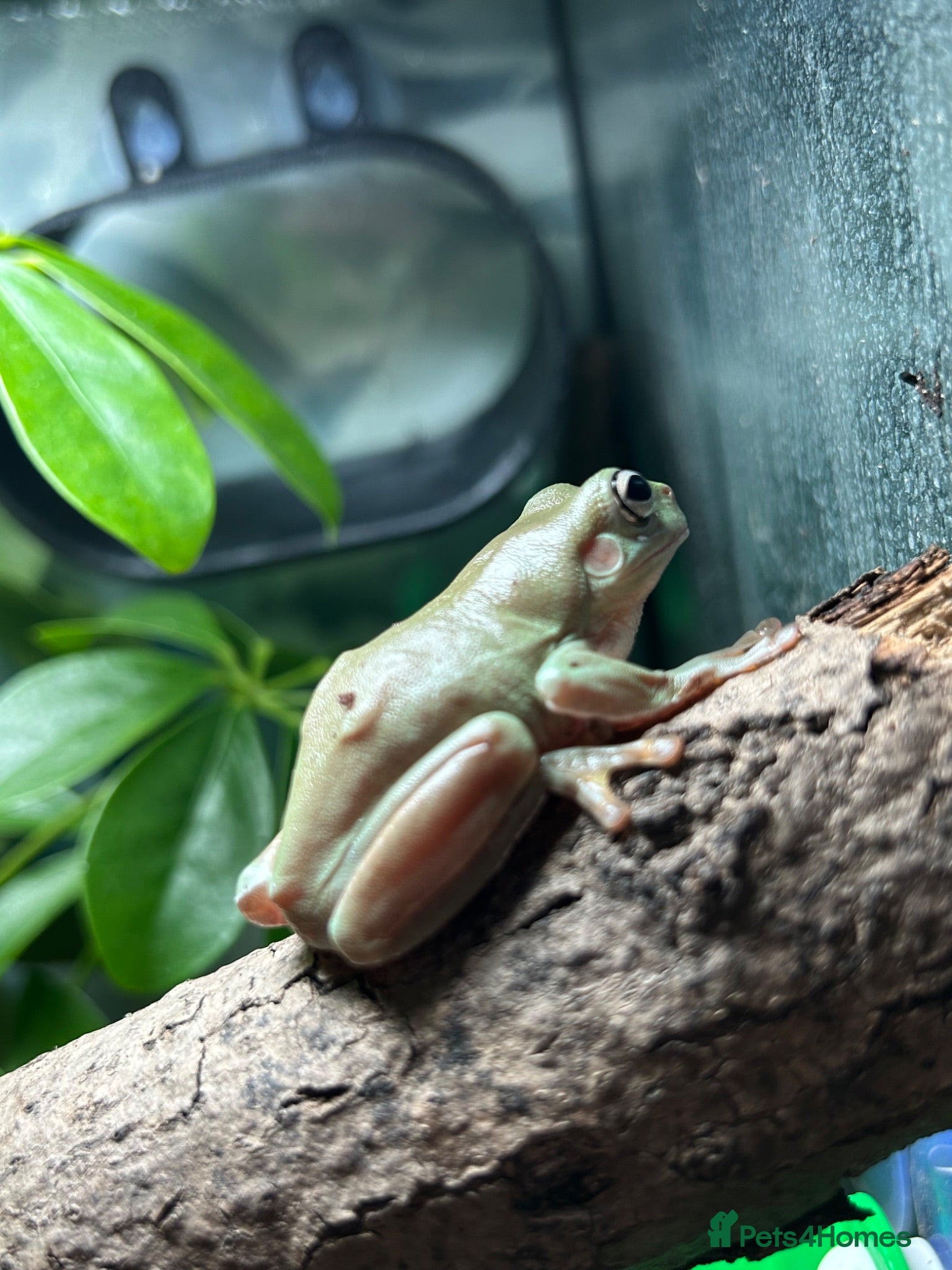 Frog reptiles Male and female whites tree frogs  - Advert 13